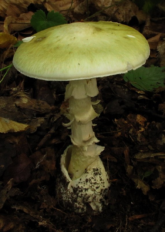 muchotrávka zelená Amanita phalloides (Vaill. ex Fr.) Link