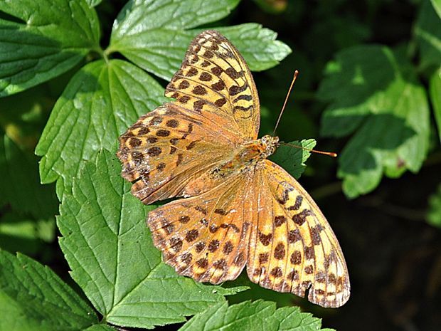 perlovec striebristopásy Arginnis paphia