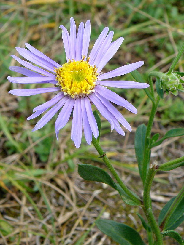 astra spišská Aster amelloides Besser