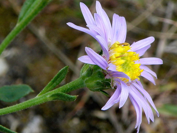 astra spišská Aster amelloides Besser