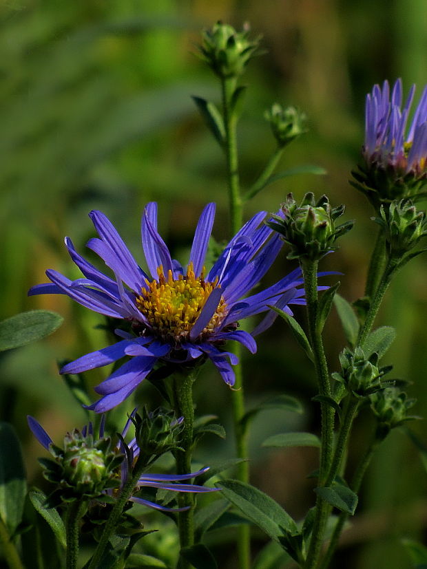 astra spišská Aster amelloides Besser