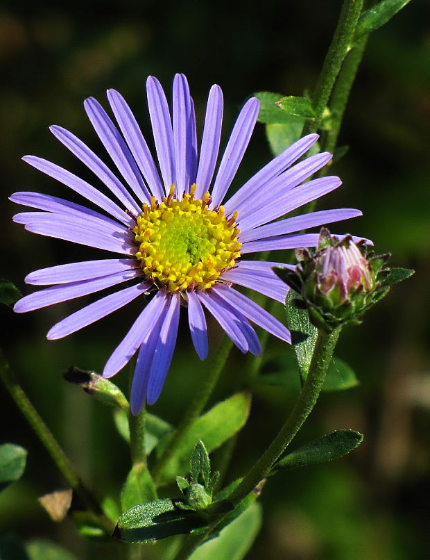 astra spišská Aster amelloides Besser