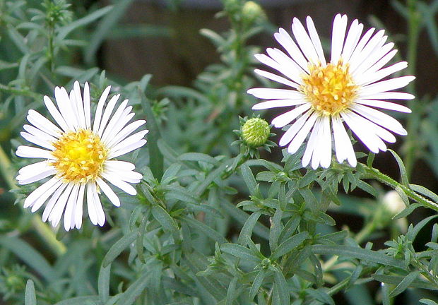 astra kopijovitolistá Aster lanceolatus Willd.