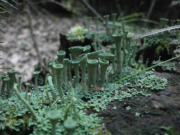 dutohlávka riasnatá Cladonia fimbriata (L.) Fr.