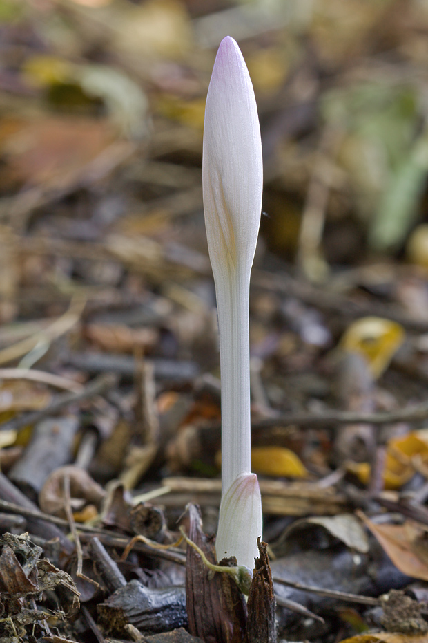 jesienka obyčajná Colchicum autumnale