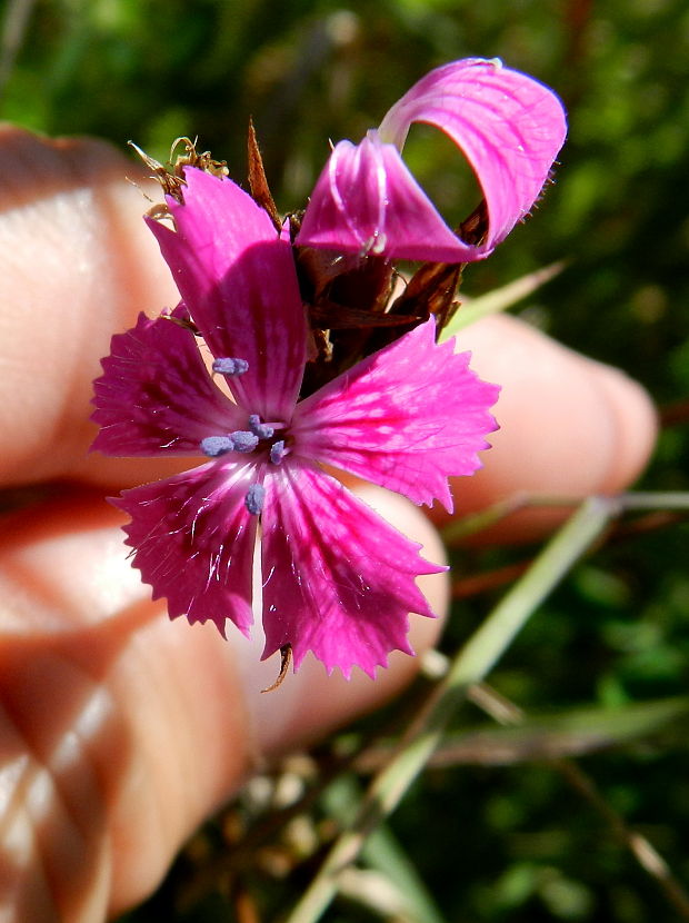 klinček ? Dianthus sp.