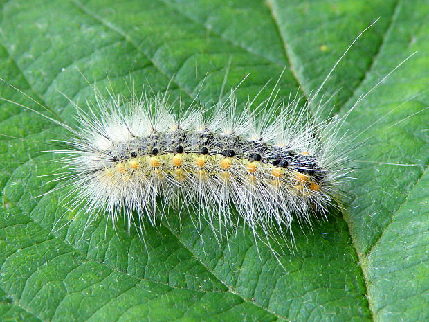 spriadač americký  Hyphantria cunea