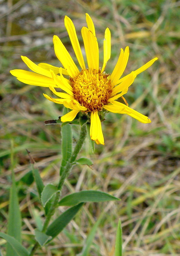 oman mečolistý Inula ensifolia L.