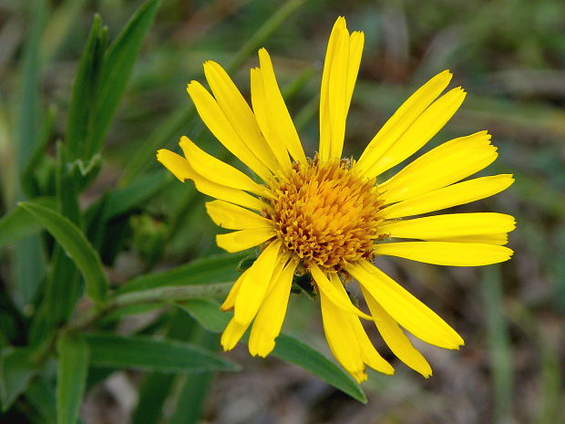 oman mečolistý Inula ensifolia L.