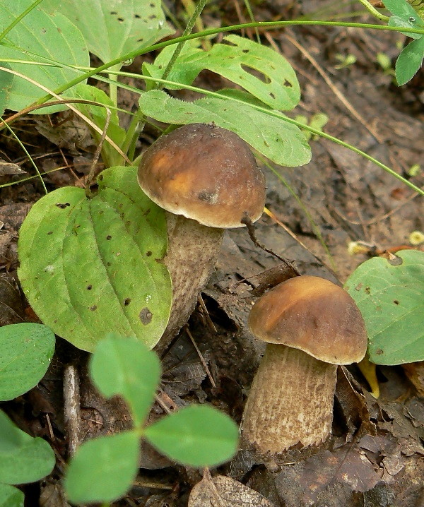 kozák hrabový Leccinum pseudoscabrum (Kallenb.) Šutara