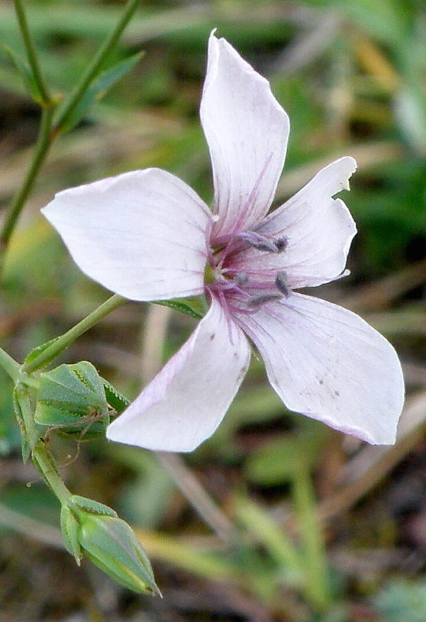 ľan tenkolistý Linum tenuifolium L.