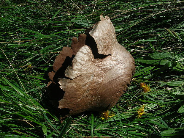 rozpadavec dlabaný Lycoperdon utriforme Bull.