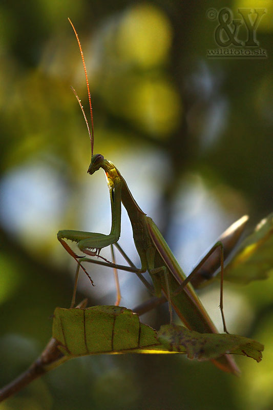 modlivka zelená Mantis religiosa