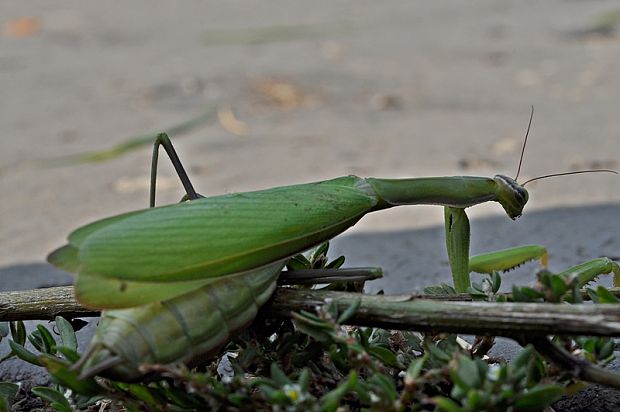 modlivka zelená Mantis religiosa