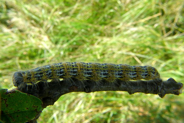 faléra lipová Phalera bucephala