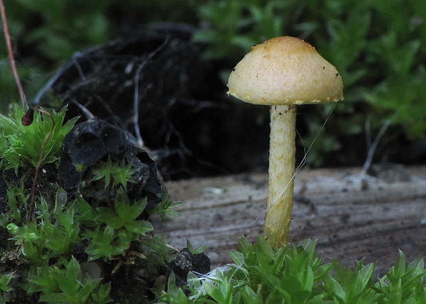 šupinovka spálenisková Pholiota highlandensis (Peck) Quadr. & Lunghini