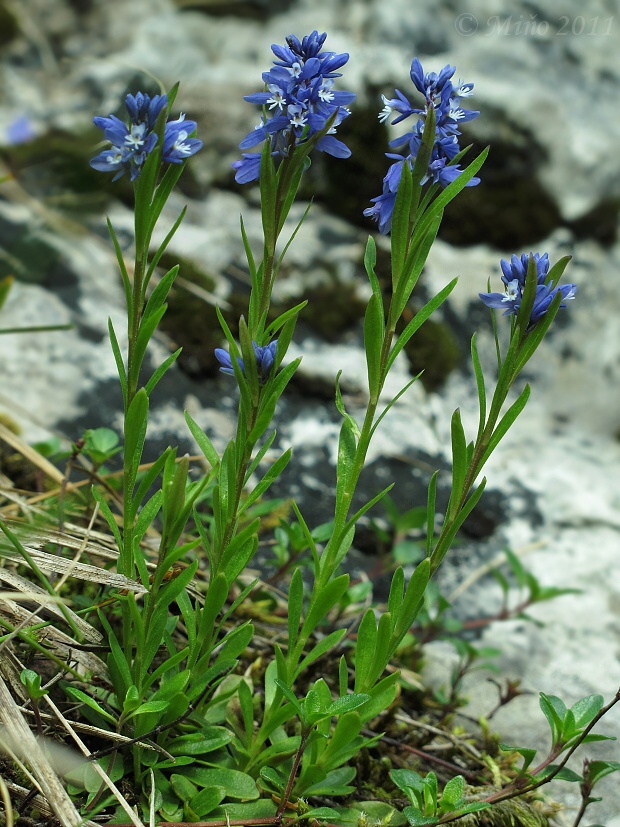 horčinka horká krátkokrídla Polygala amara subsp. brachyptera (Chodat) Hayek