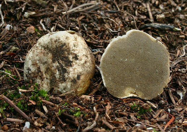 koreňovec zmätočný Rhizopogon confusus Koukol & Valda