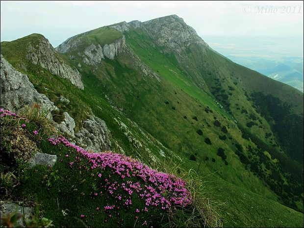 silenka bezbyľová Silene acaulis (L.) Jacq.