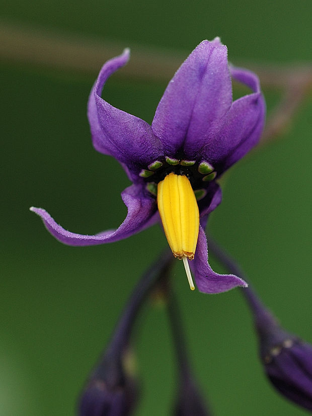 ľuľok sladkohorký Solanum dulcamara L.