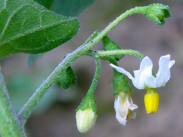 ľuľok čierny Solanum nigrum L.