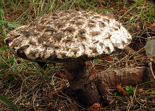 šiškovec šupinatý Strobilomyces strobilaceus (Scop.) Berk.