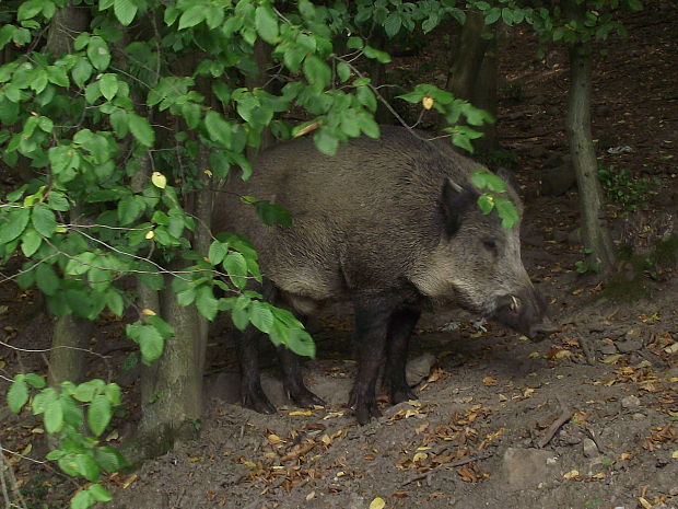 sviňa divá Sus scrofa