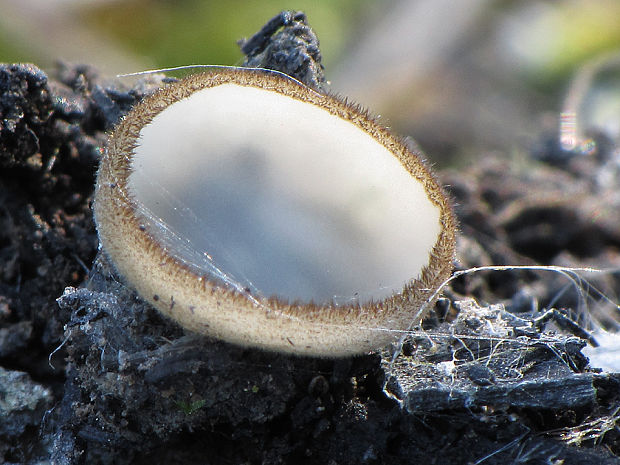 trichoféa Trichophaea sp.