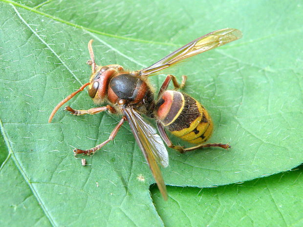 sršeň obyčajný Vespa crabro