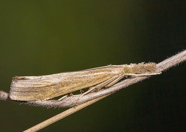 trávovec trávový Agriphila tristella