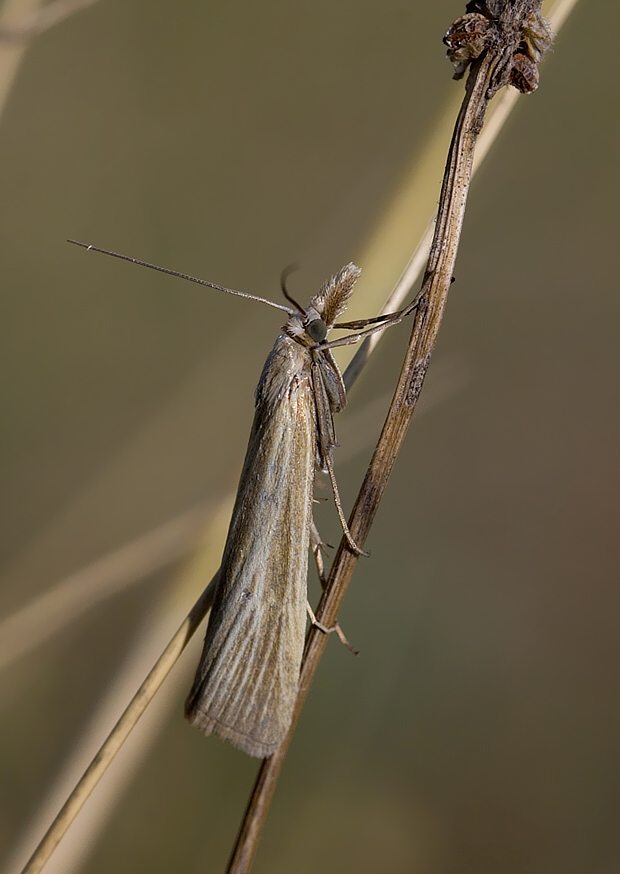 trávovec trávový Agriphila tristella