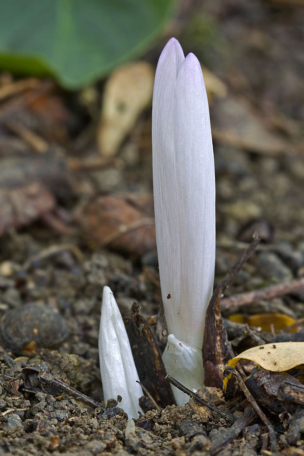 jesienka obyčajná Colchicum autumnale