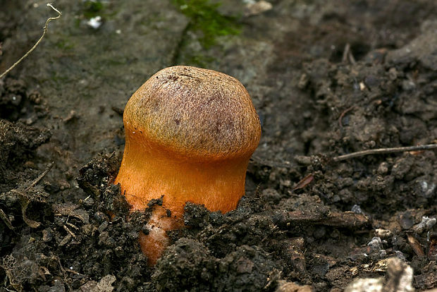 pavučinovec Bulliardov Cortinarius bulliardii (Pers.) Fr.