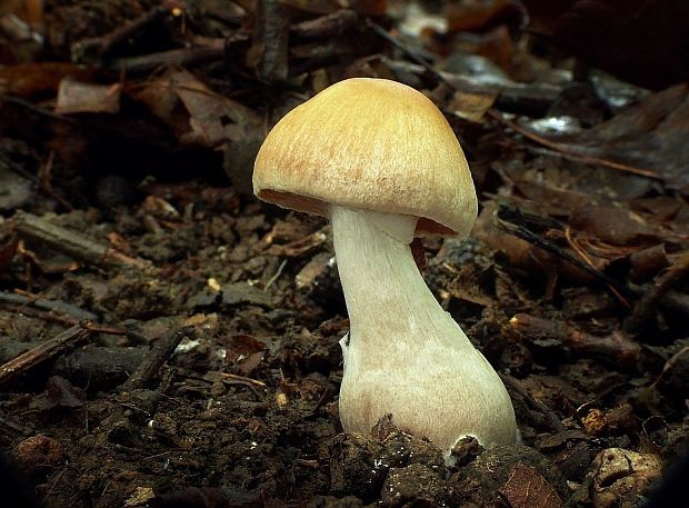 pavučinovec Cortinarius sp.