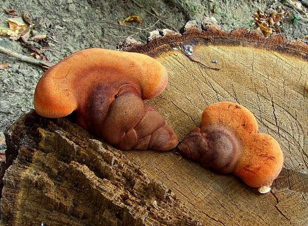 pečeňovec dubový Fistulina hepatica (Schaeff.) With.