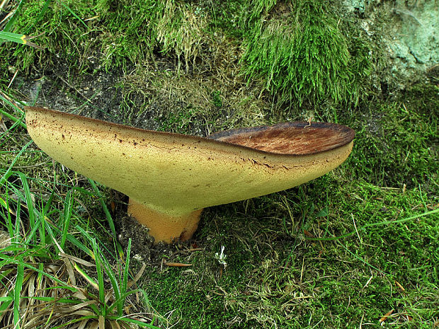 pečeňovec dubový Fistulina hepatica (Schaeff.) With.