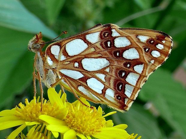 perlovec malý Issoria lathonia Linnaeus, 1758