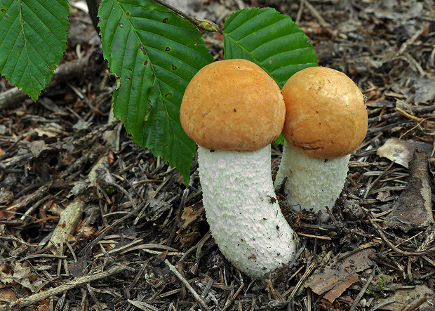 kozák osikový Leccinum albostipitatum den Bakker & Noordel.