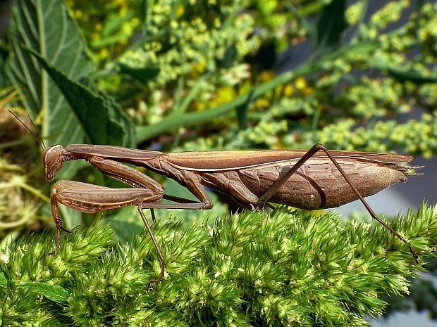 modlivka zelená Mantis religiosa Linnaeus, 1758