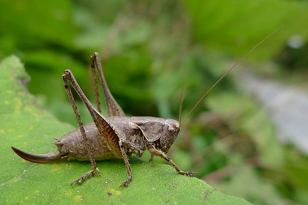 kobylka hnedkastá Pholidoptera griseoaptera