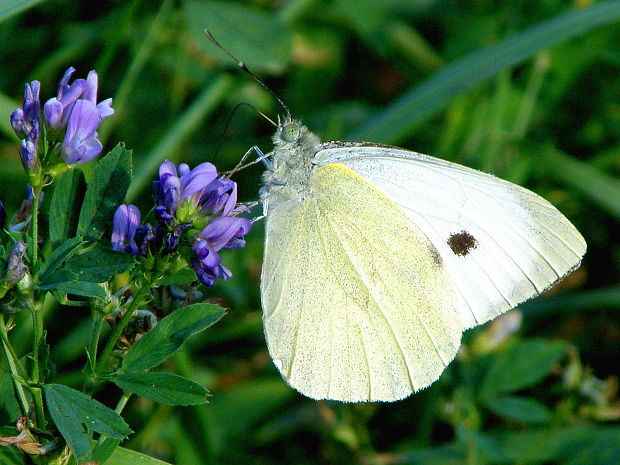 mlynárik kapustový Pieris brassicae