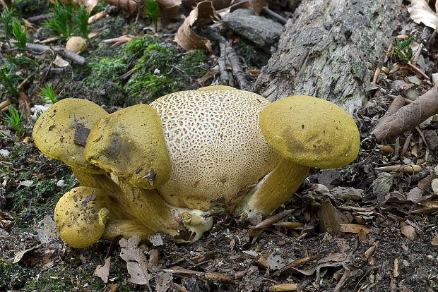 suchohríb cudzopasný Pseudoboletus parasiticus (Bull.) Šutara