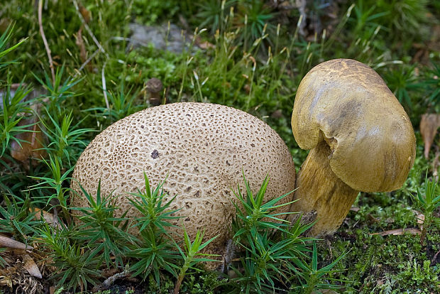 suchohríb cudzopasný Pseudoboletus parasiticus (Bull.) Šutara