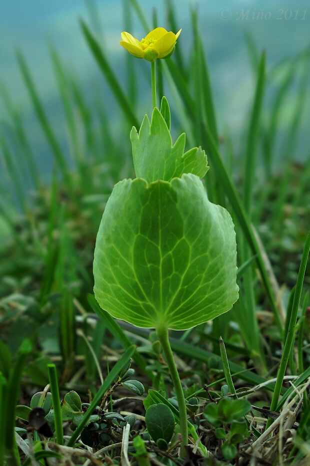 iskerník obličkolistý Ranunculus thora L.