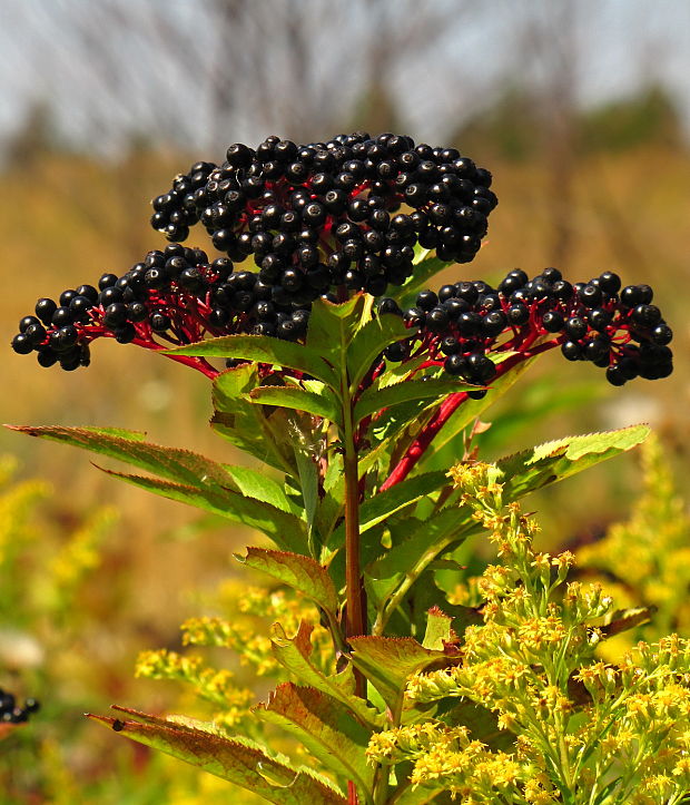 baza chabzdová Sambucus ebulus L.