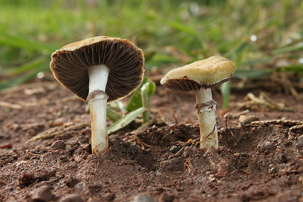 golierovka ovenčená Stropharia coronilla (Bull.) Quél.