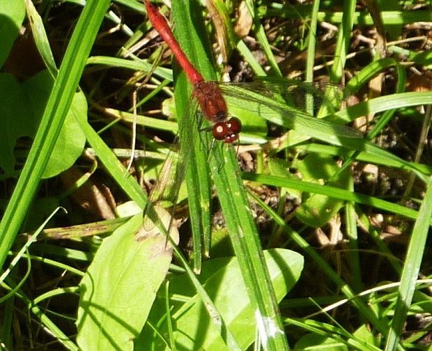 vážka červená Sympetrum sanguineum