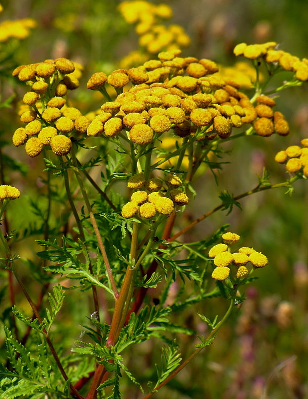 vratič obyčajný Tanacetum vulgare L.