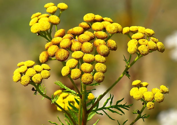 vratič obyčajný Tanacetum vulgare L.