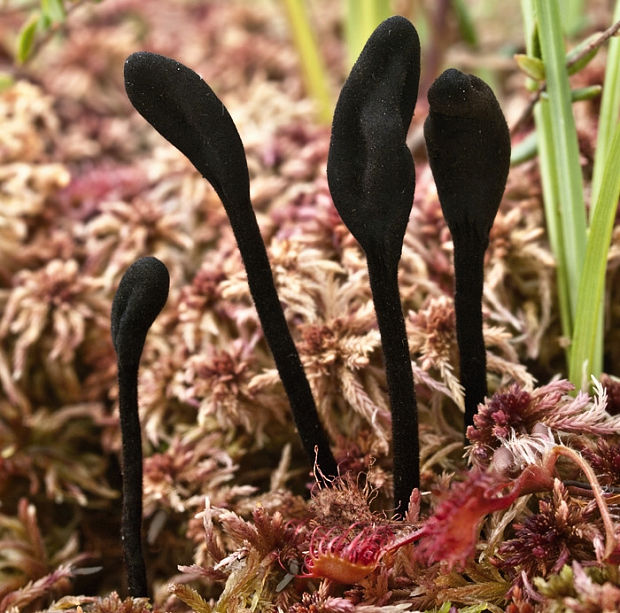 pajazýček chlpatý Trichoglossum hirsutum (Pers.) Boud.